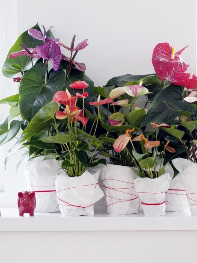 diy anthurium