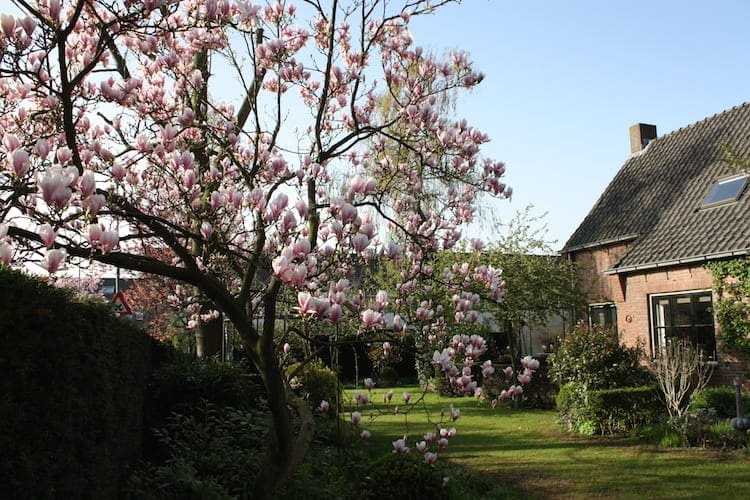 bomen-voor-in-de-tuin-magnolia-wuurde