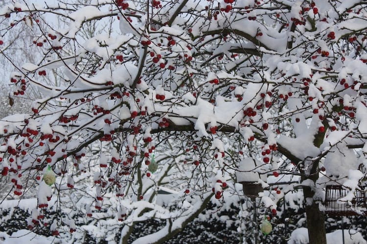 wintertuin3