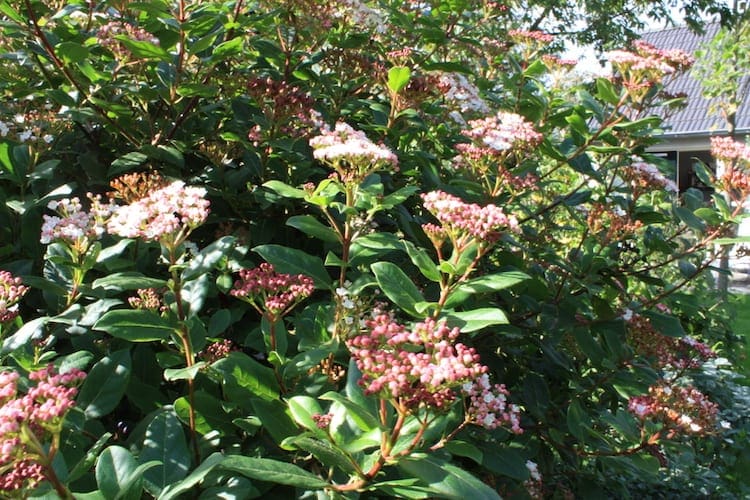 wintertuin4