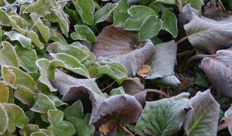 wintertuin5