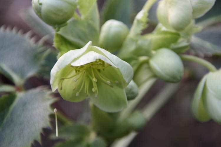 wintertuin6