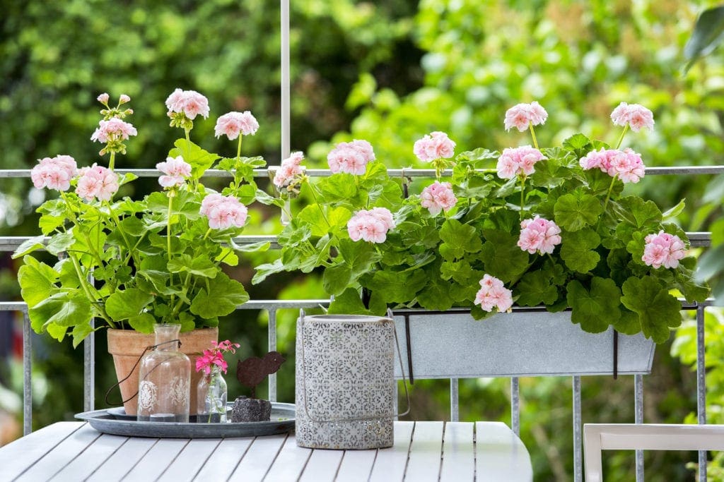 De geranium