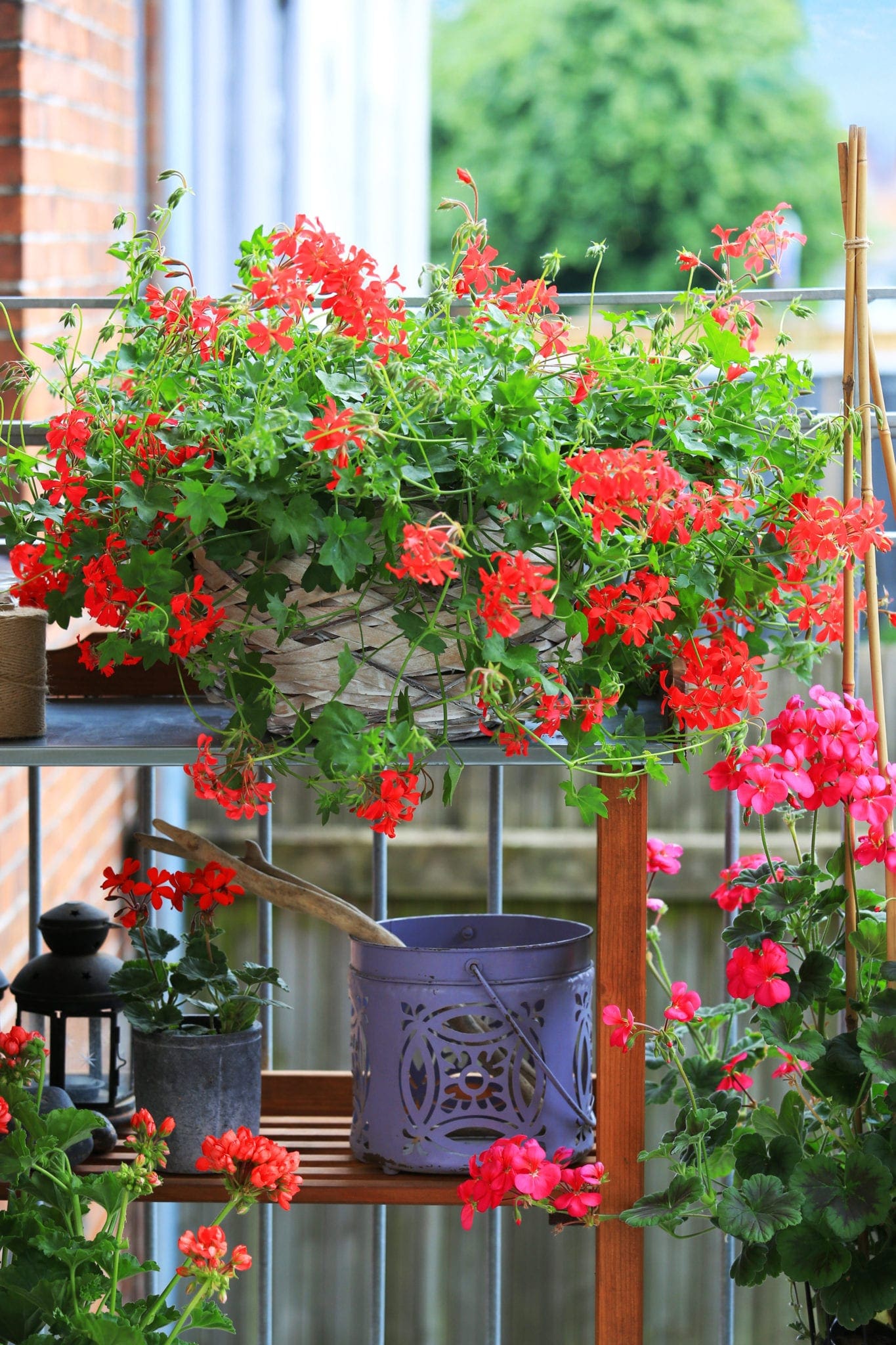Geranium op balkon